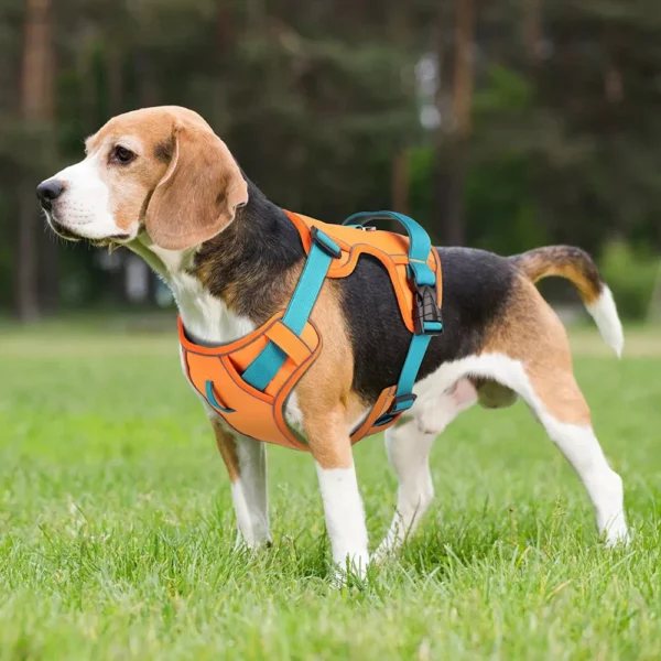 Dog Harnesses